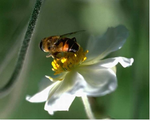 pourquoi la disparition des abeilles menace l'espèce humaine
